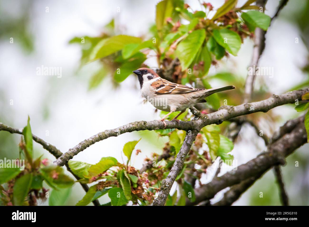 Eurasian tree sparrow (Passer montanus) Stock Photo