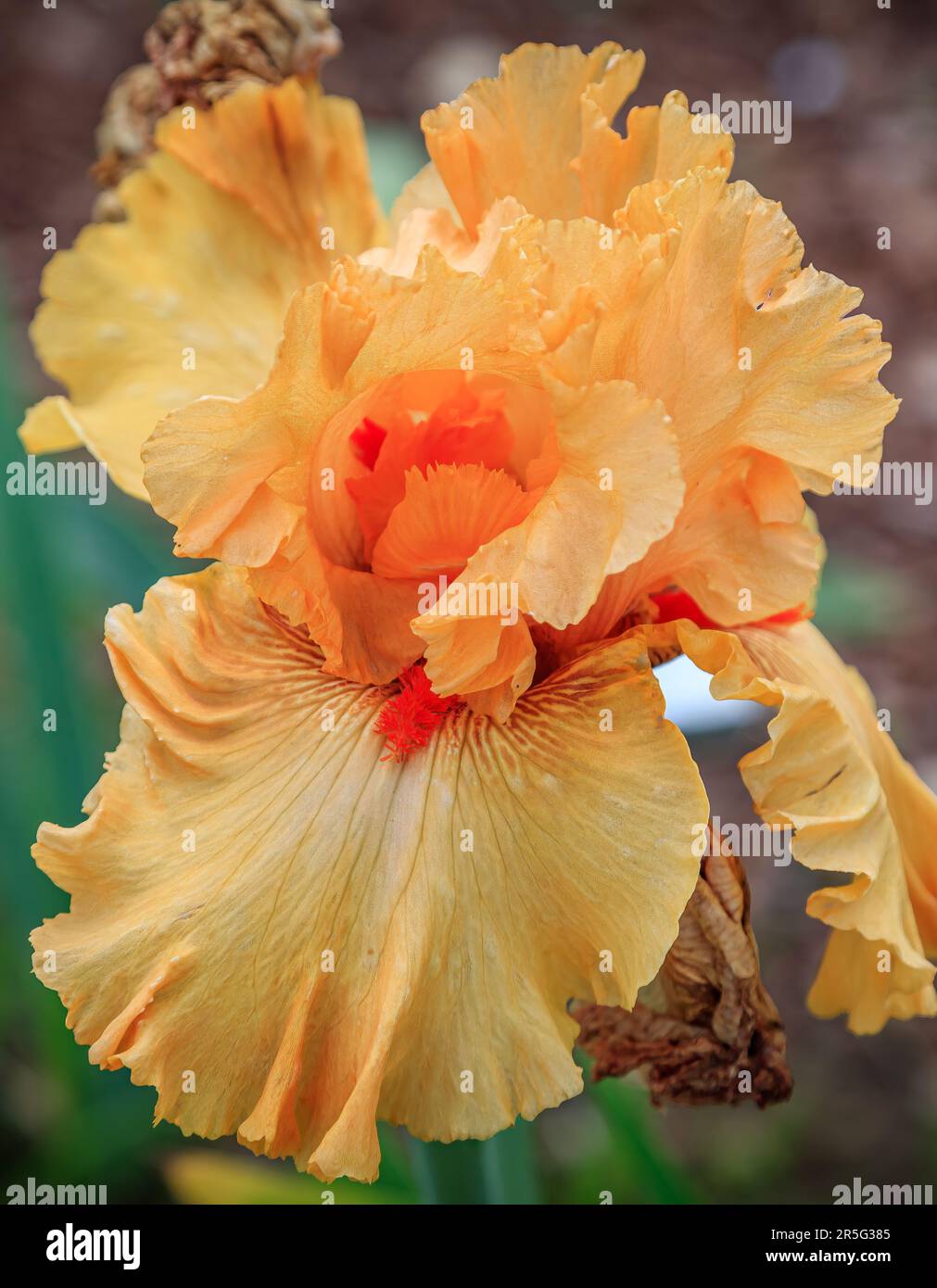 Tall Bearded Iris Time Out Stock Photo