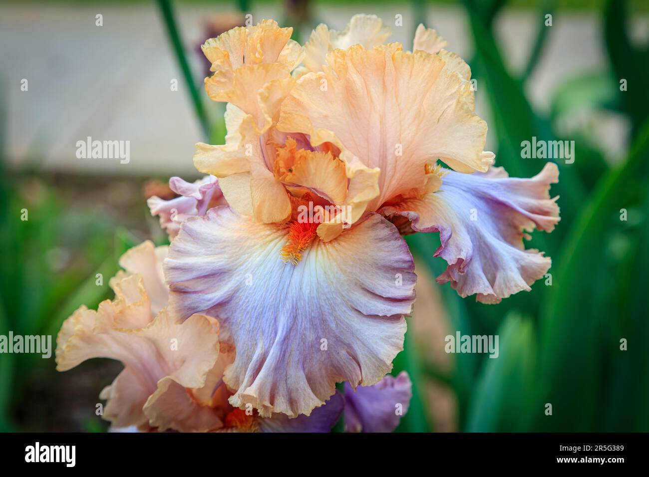 Lavender and Peach Bearded Iris Stock Photo