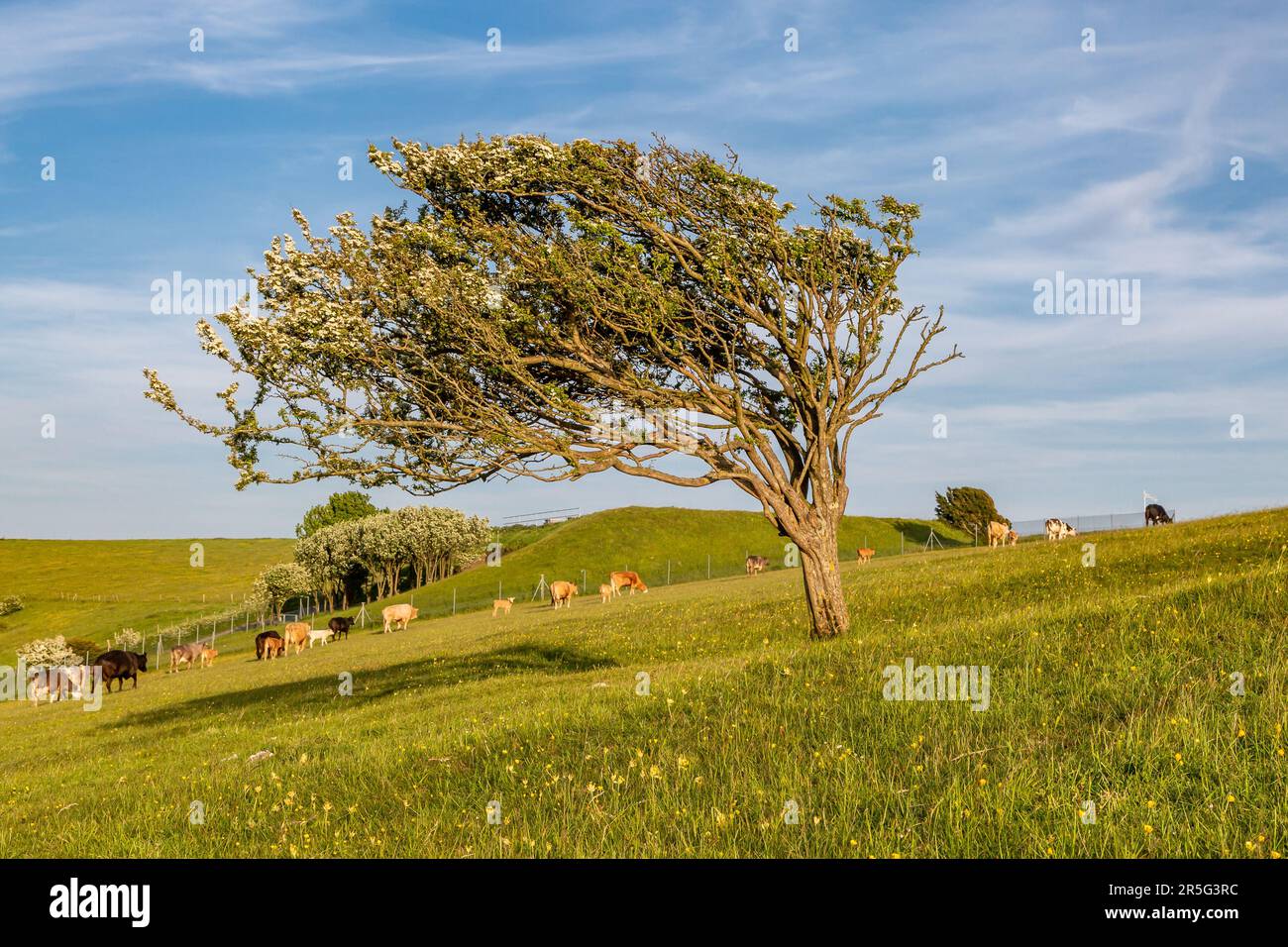 Cattle grazing on Firle Beacon in Sussex, with a windswept hawthorn tree in the foreground and a blue sky overhead Stock Photo