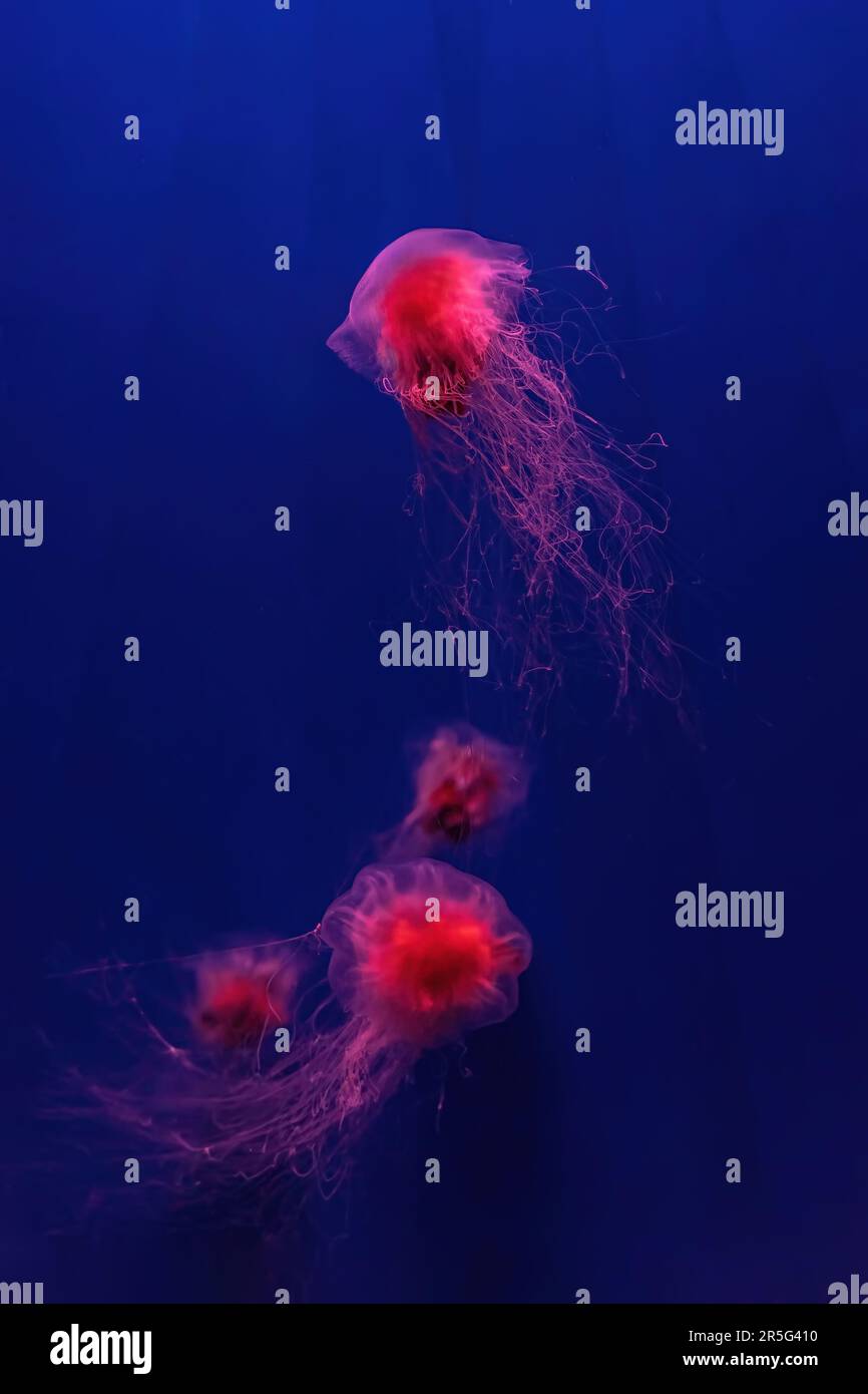 Two fluorescent jellyfish swimming underwater aquarium pool with red