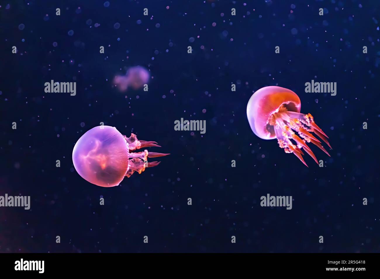 Jellyfish swimming underwater aquarium pool illuminated with pink neon light. Flame jellyfish, rhopilema esculentum swims in dark water, ocean. Therio Stock Photo