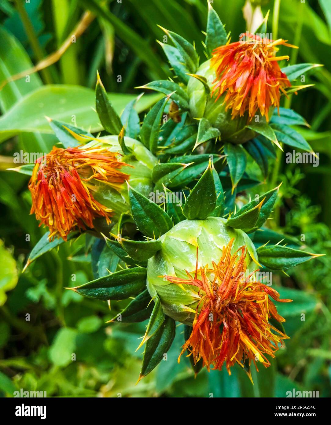 Orange wildflowers hi-res stock photography and images - Alamy