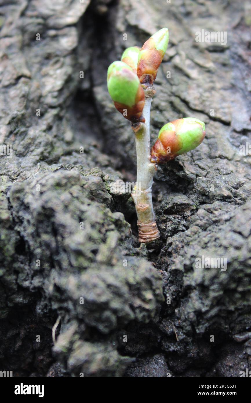 Macro Shot Of A Young Shoot With Buds Ready To Open, Sprouted From The Trunk Of An Old Tree Stock Photo