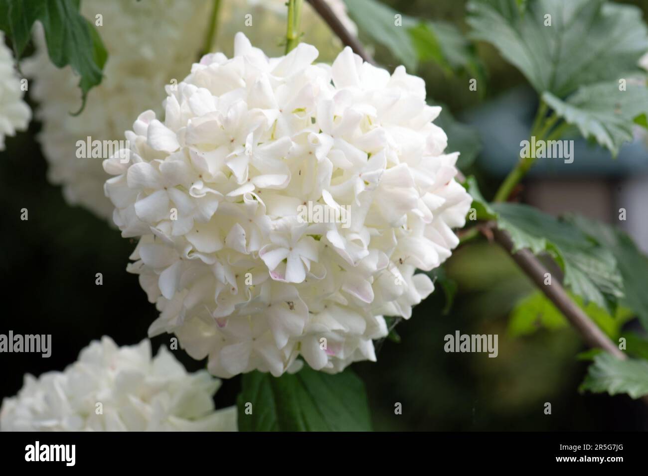 Viburnum opulus sterile Roseum Stock Photo