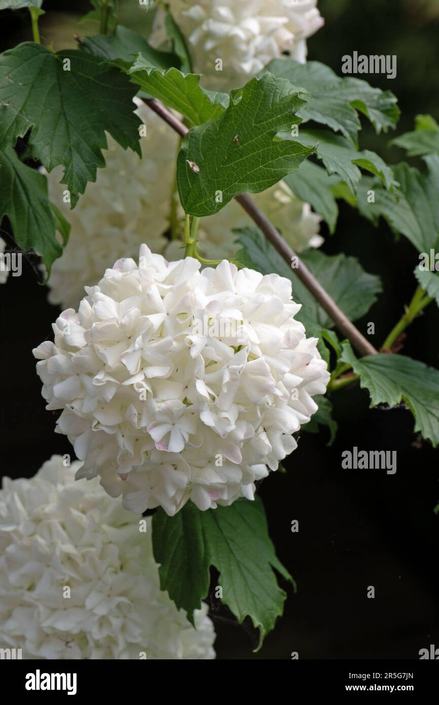 Viburnum opulus sterile Roseum Stock Photo