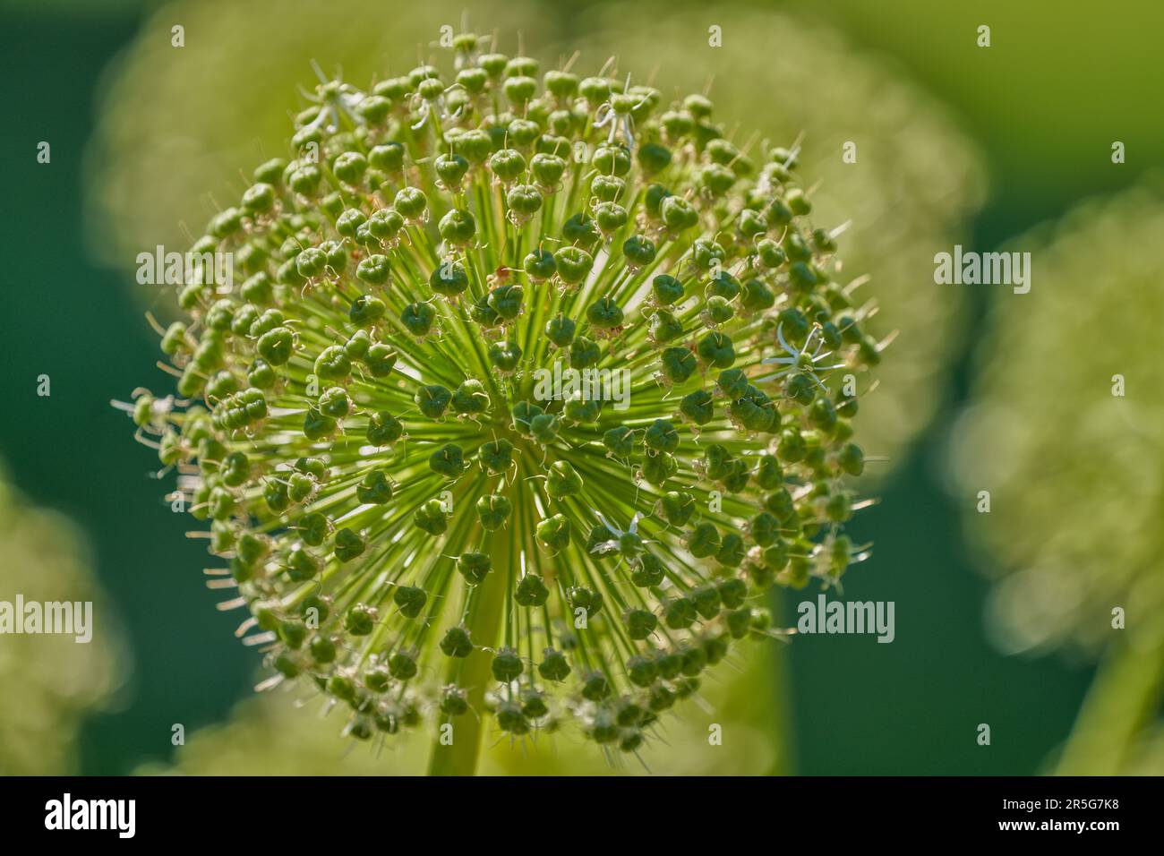 Giant garlic green seed heads seedheads Stock Photo Alamy