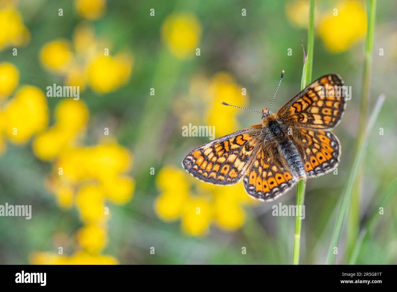 Marsh fritillary butterfly (Euphydryas aurinia) Stock Photo