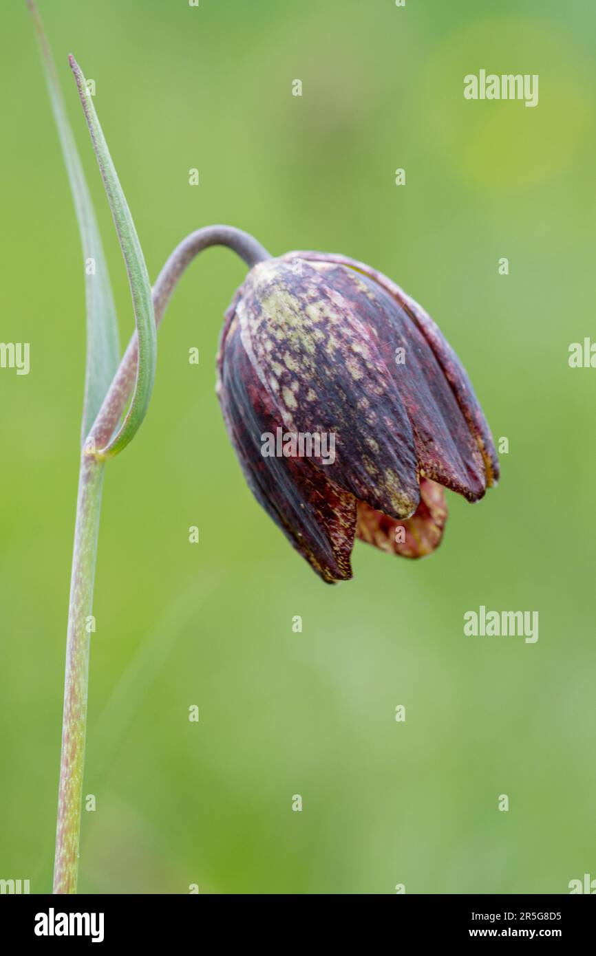 Mountain fritillary flower (Fritillaria montana), a wildflower growing on the Piano Grande, Umbria, Italy, Europe, during May Stock Photo