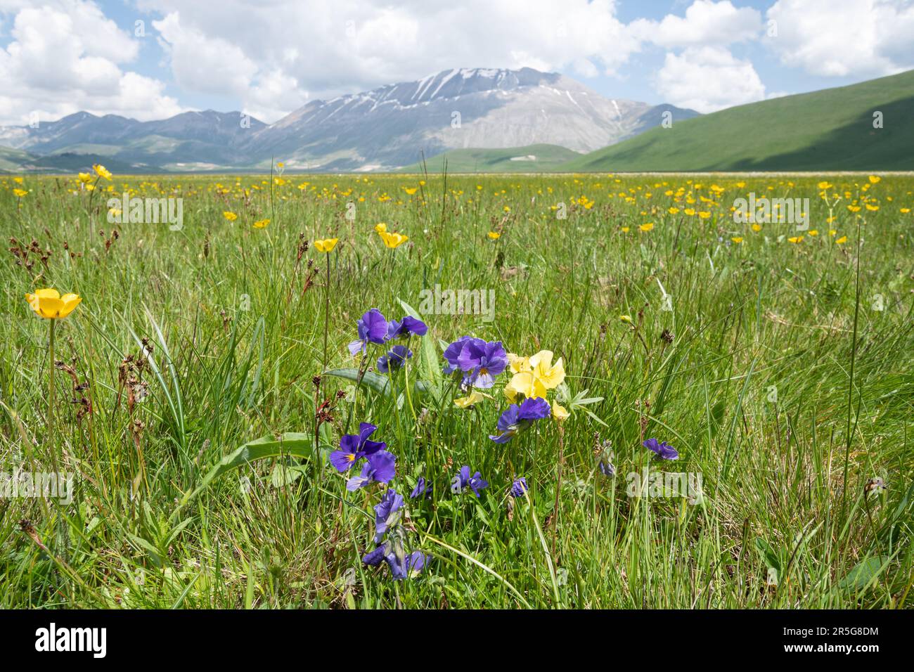 Eugenia's pansy Viola eugeniae during May on the Piano Grande plateau in Sibillini National Park surrounded by the Sibilline mountains, Umbria, Italy Stock Photo