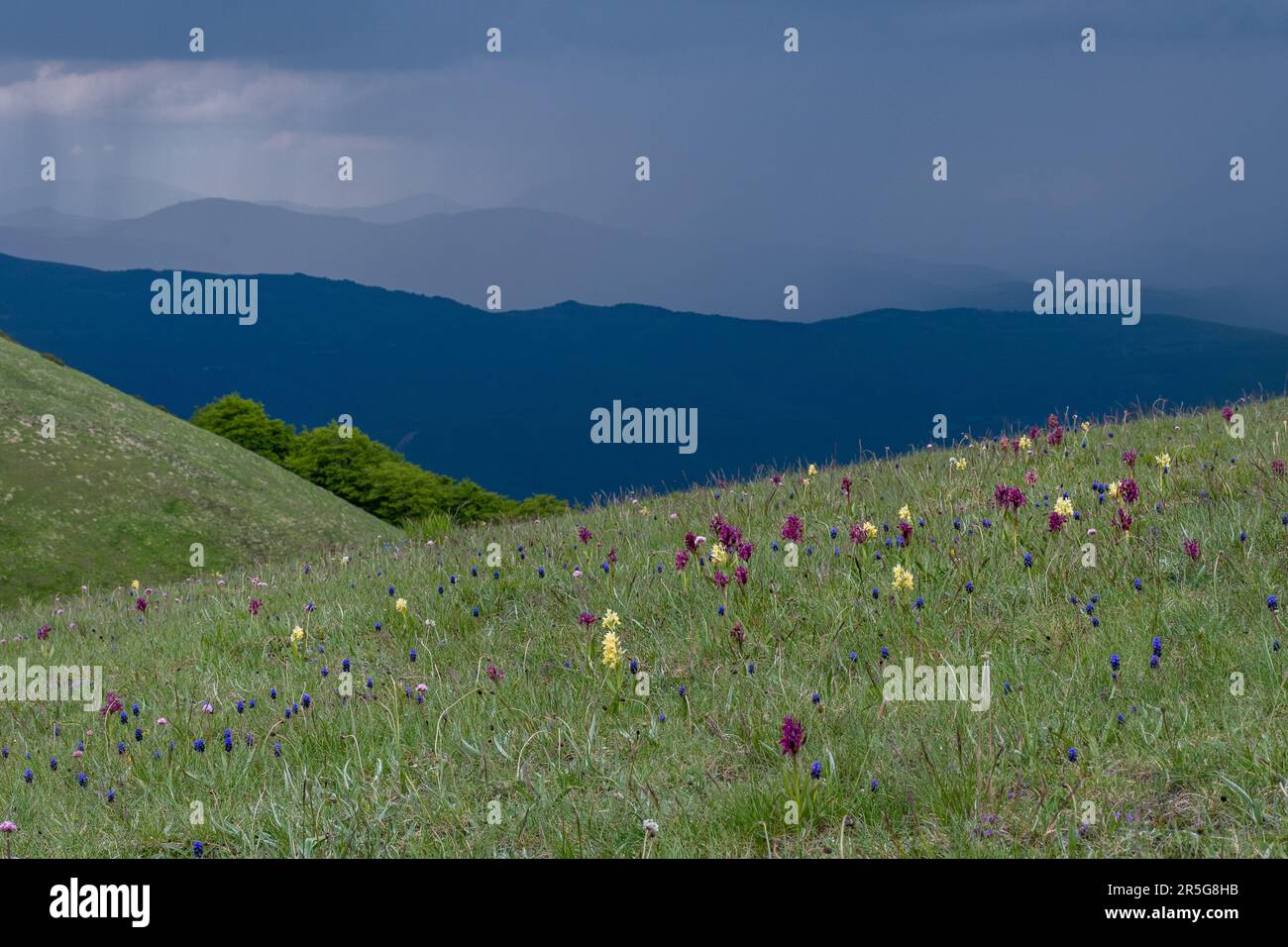 Wildflowers including wild orchids growing in the Apennines in Sibillini National Park, Central Italy, Europe during May, with a dramatic stormy sky Stock Photo