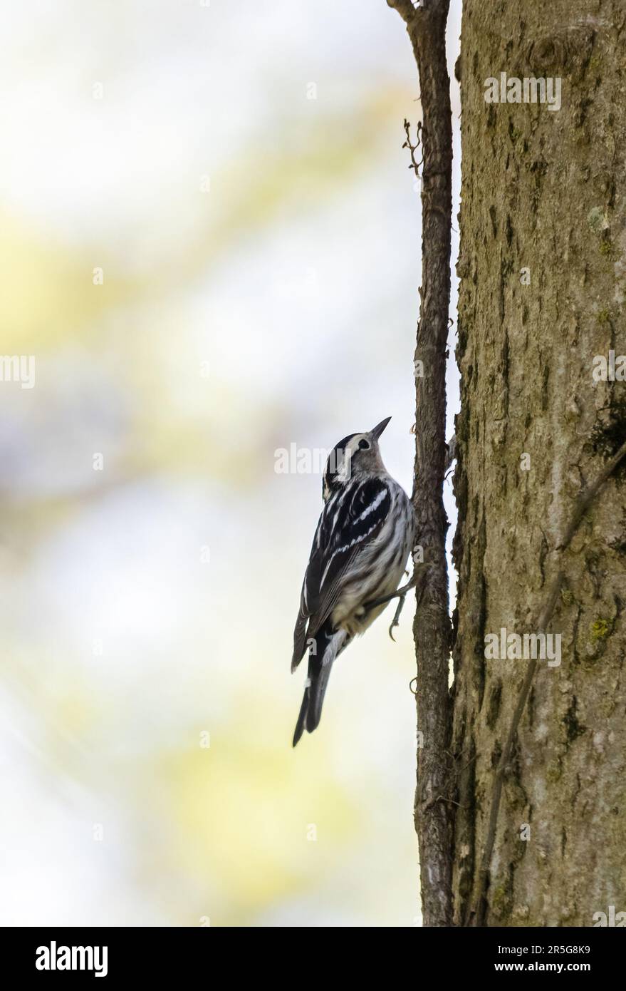 A Black and White Warbler on a tree in a sunlit forest Stock Photo
