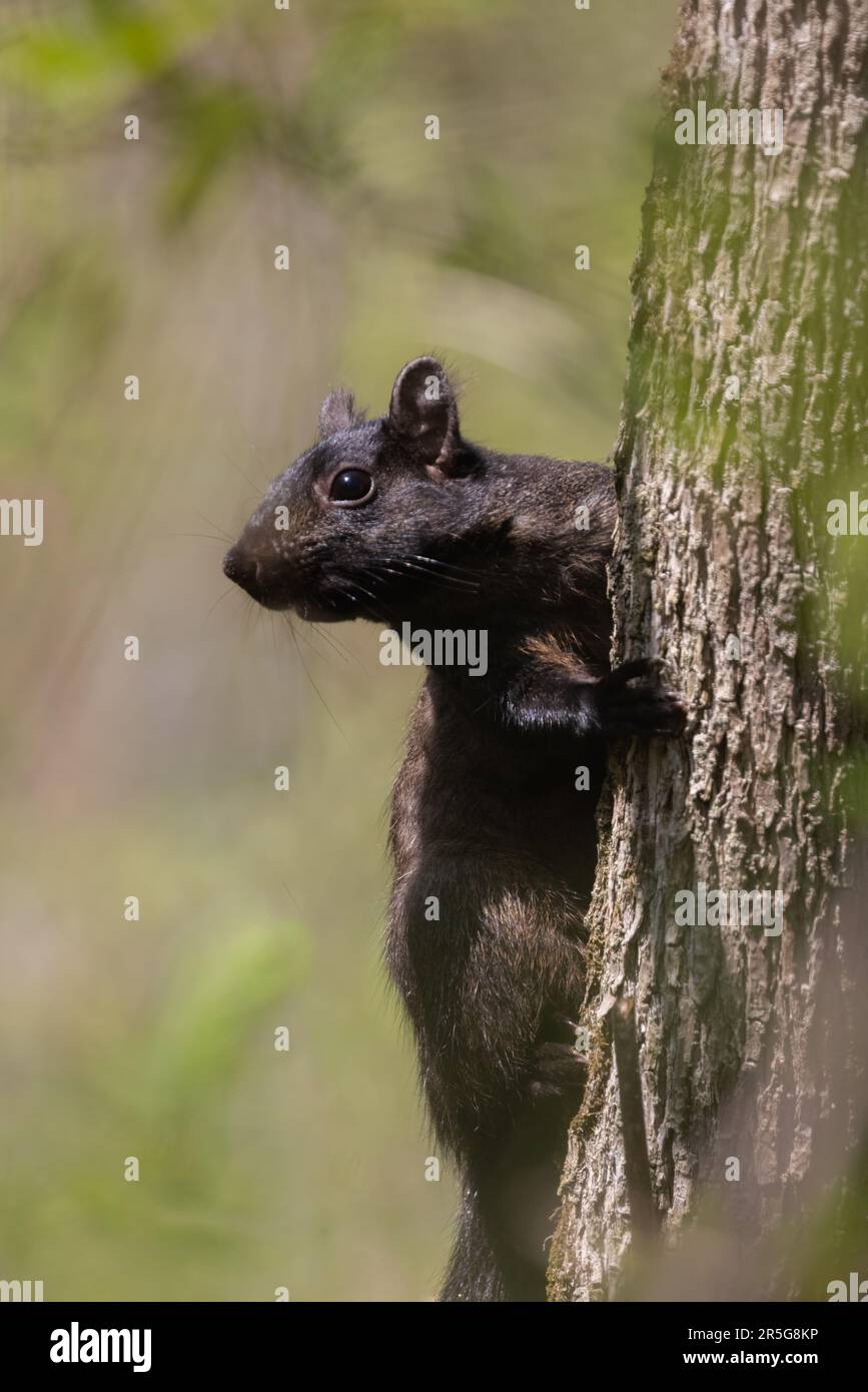 Closeup of a black coloured Eastern Gray Squirrel on a tree in Ontario Stock Photo