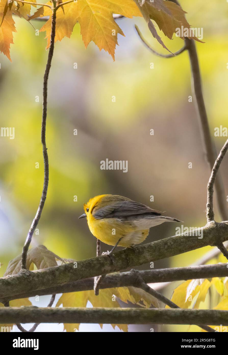 A  prothonotary Warbler (Protonotaria citrea) in  a beautiful forest habitat in Pelee National Park Stock Photo