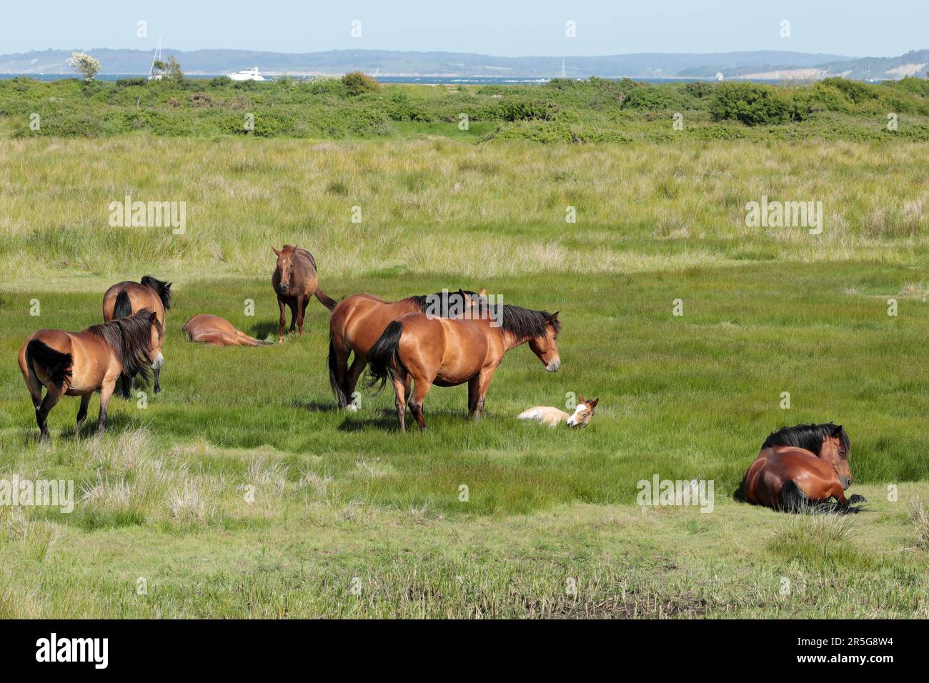 Seven chestnut New Forest ponies and a light brown foal resting on grassland at Pennington Marshes with the Isle of Wight in the background Stock Photo