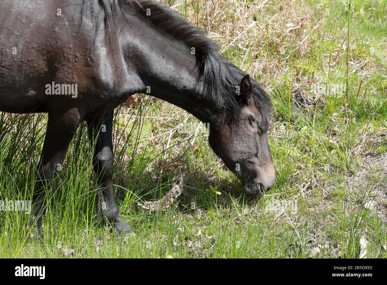 A dark brown New Forest pony grazing on the grass, front half only Stock Photo