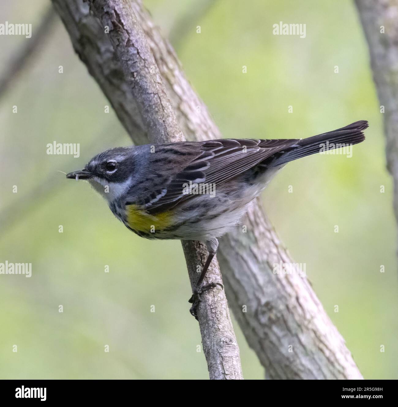 Closeup of a male Yellow-rumpled myrtlr warbler on a branch in Pelee National Park Stock Photo