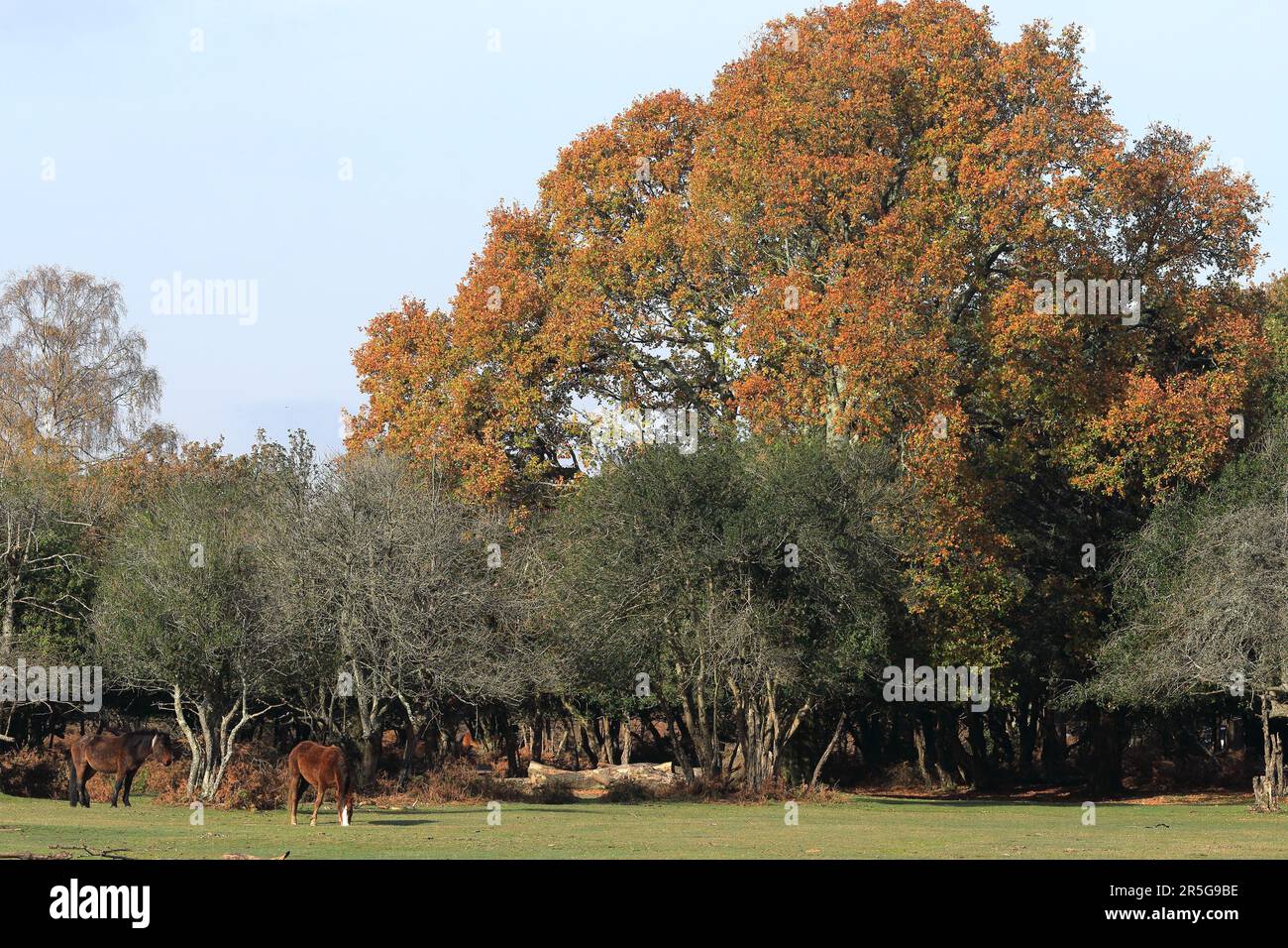 Two Chestnut New Forest ponies grazing on the grass in front of some ...