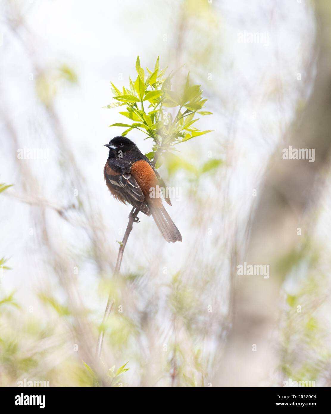 Male Orchard Oriole in a forest habitat at Pelee National Park in springtime Stock Photo