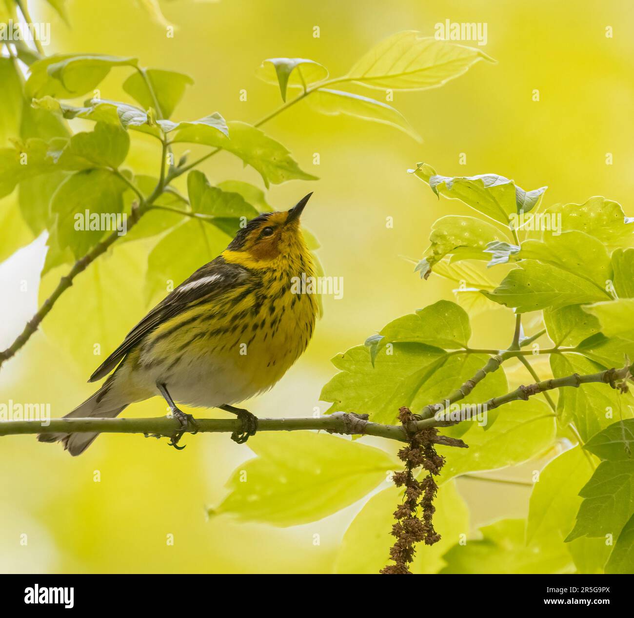 A male Cape May Warbler surrounded by beautiful sunlit yellow and green foliage Stock Photo