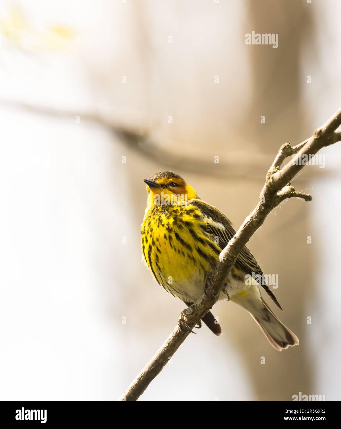 A male Cape May Warbler on a perch with soft focus background Stock Photo
