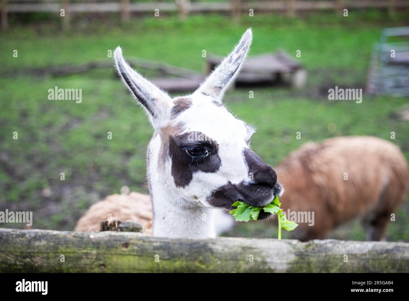 A young llama eats some fresh green leaves by a rustic wooden fence Stock Photo
