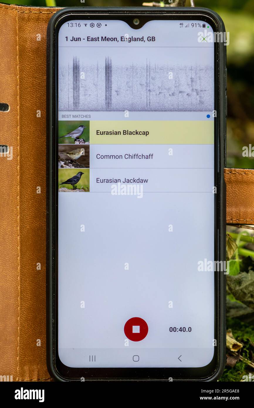 Using the Merlin mobile phone (cell phone) app to identify birds from birdsong, England, UK Stock Photo