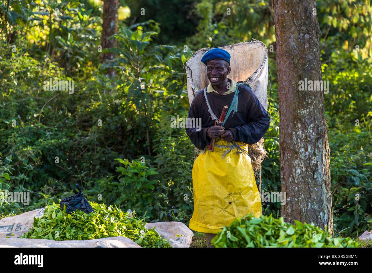Tea pluckers at a collection point for freshly harvested tea leaves. A plucker team, the so-called gang, is paid by weight. Satemwa tea and coffee plantation near Thyolo, Malawi Stock Photo