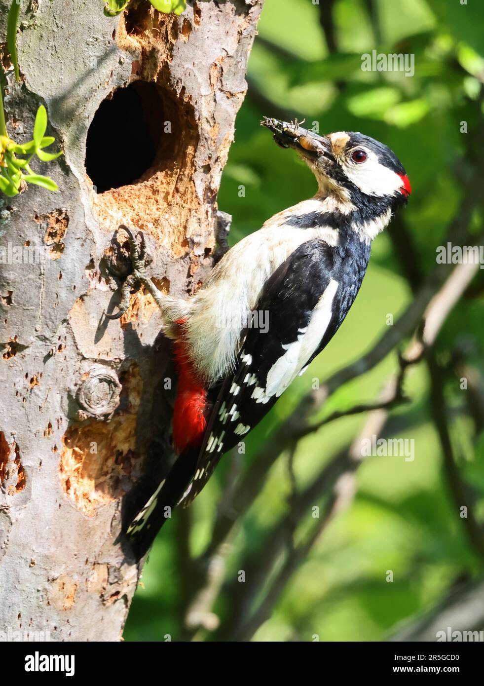 A Male Great Spotted Woodpecker In An Orchard In Winchcombe In a-male-great-spotted-woodpecker-in-an-orchard-in-winchcombe-in