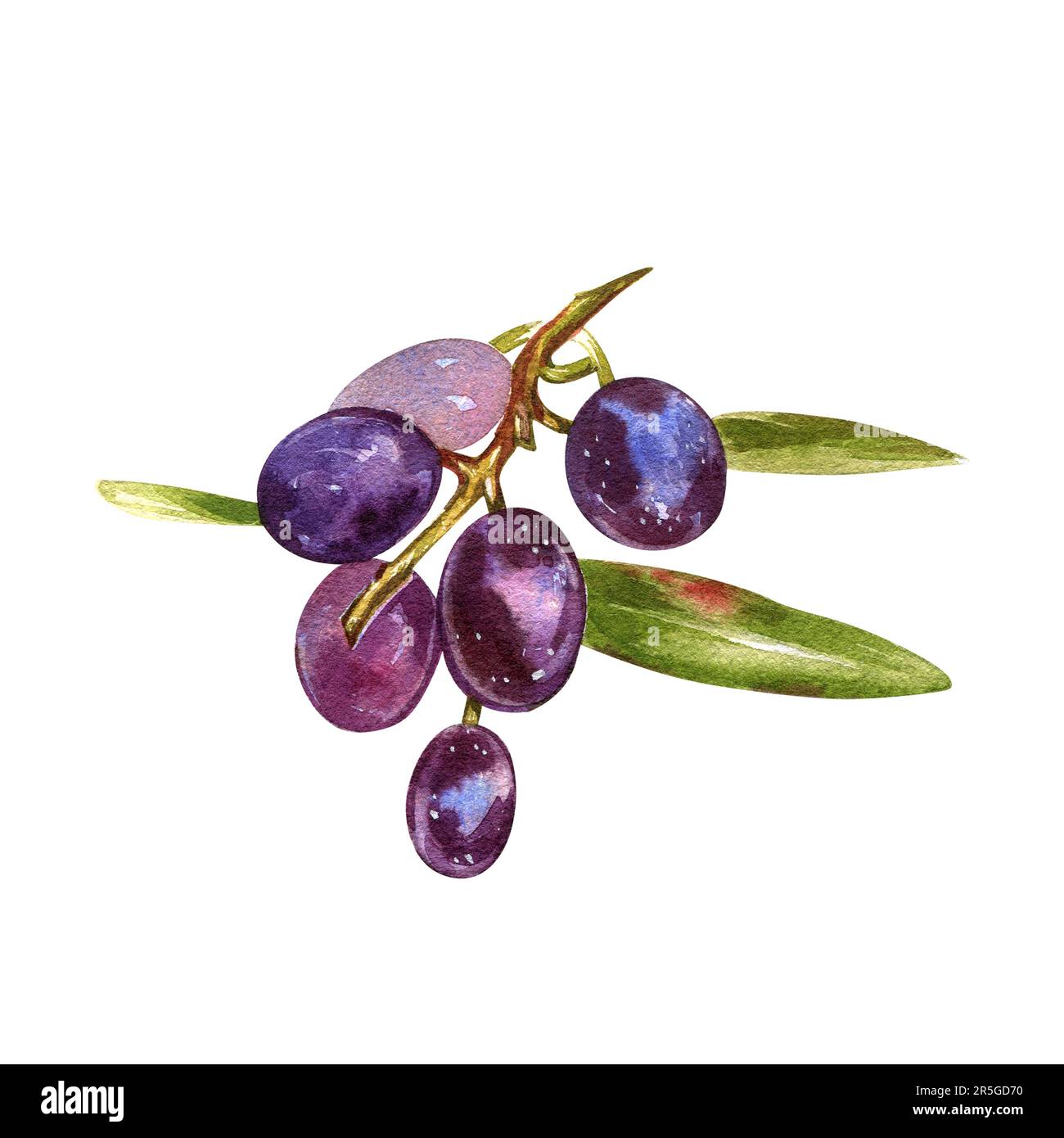 Ripe olives with leaf on branch isolated on white background ...