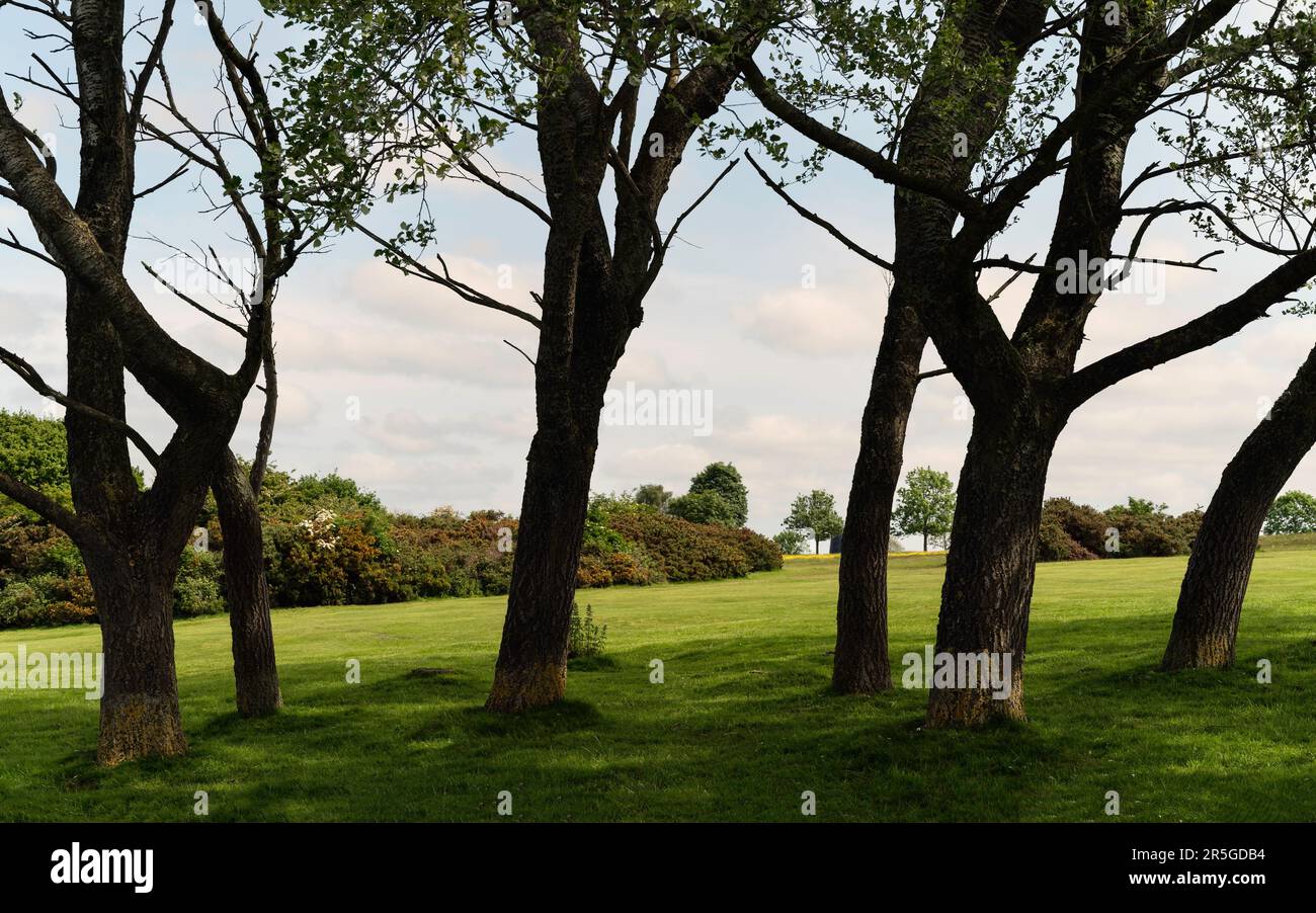 A small group of trees and lawn against overcast sky in the Westwood public park and golf course in Beverley, Yorkshire, UK. Stock Photo
