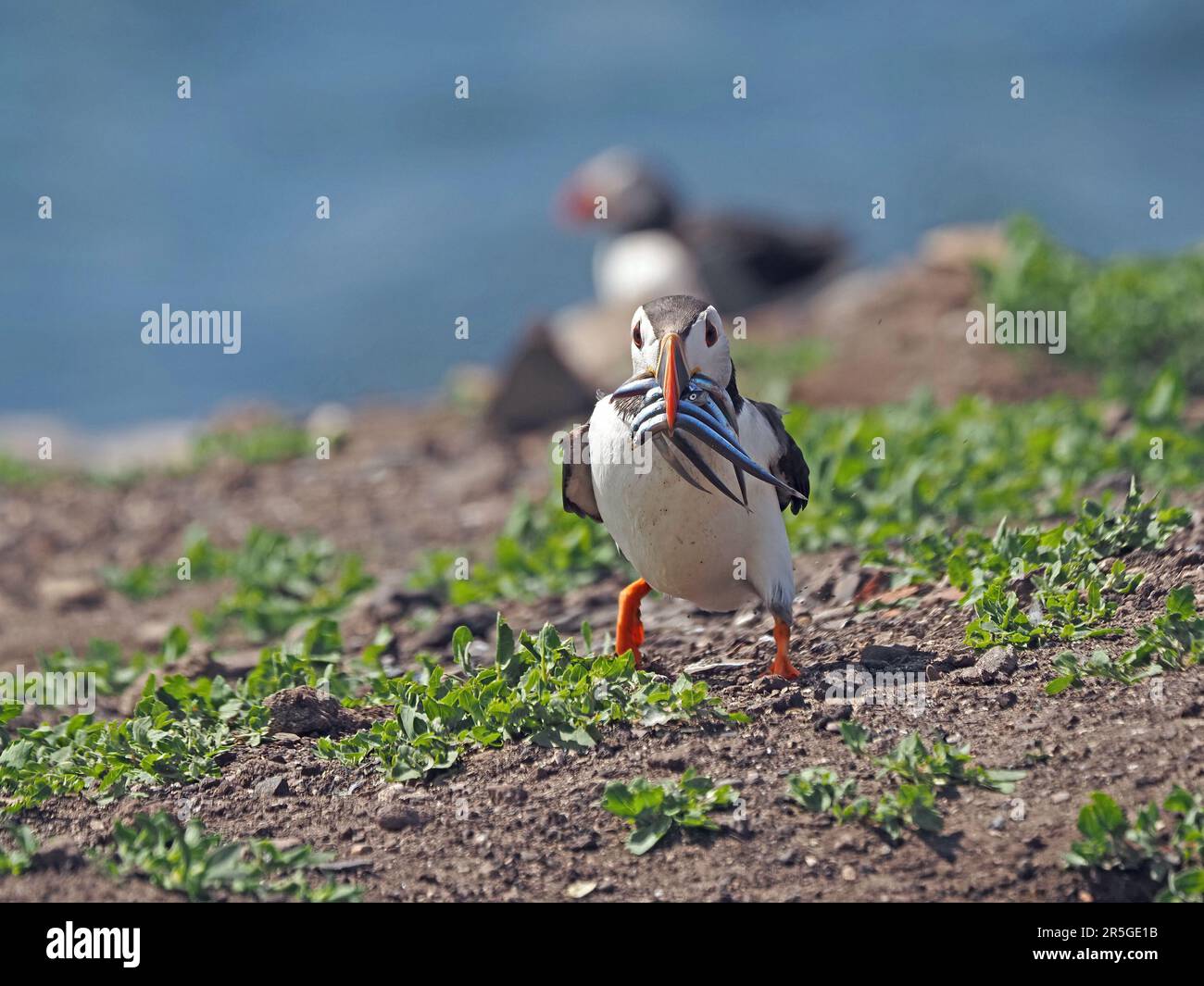 Puffin running hi-res stock photography and images - Alamy