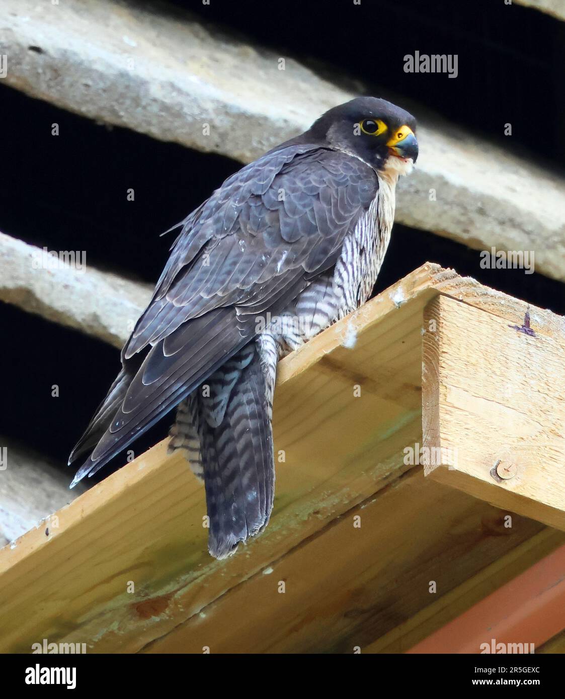 A Peregrine Falcon guarding her nest tray on Tewkesbury Abbey in ...