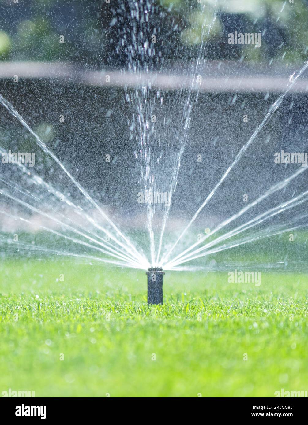 Irrigation system in home garden. Automatic lawn sprinkler watering ...