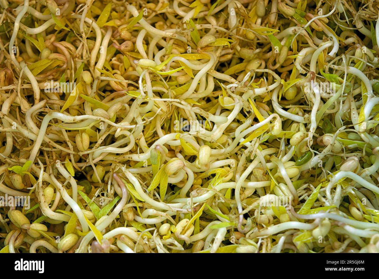 Hydroponically grown mung bean sprouts for culinary use. Sprouted mung ...