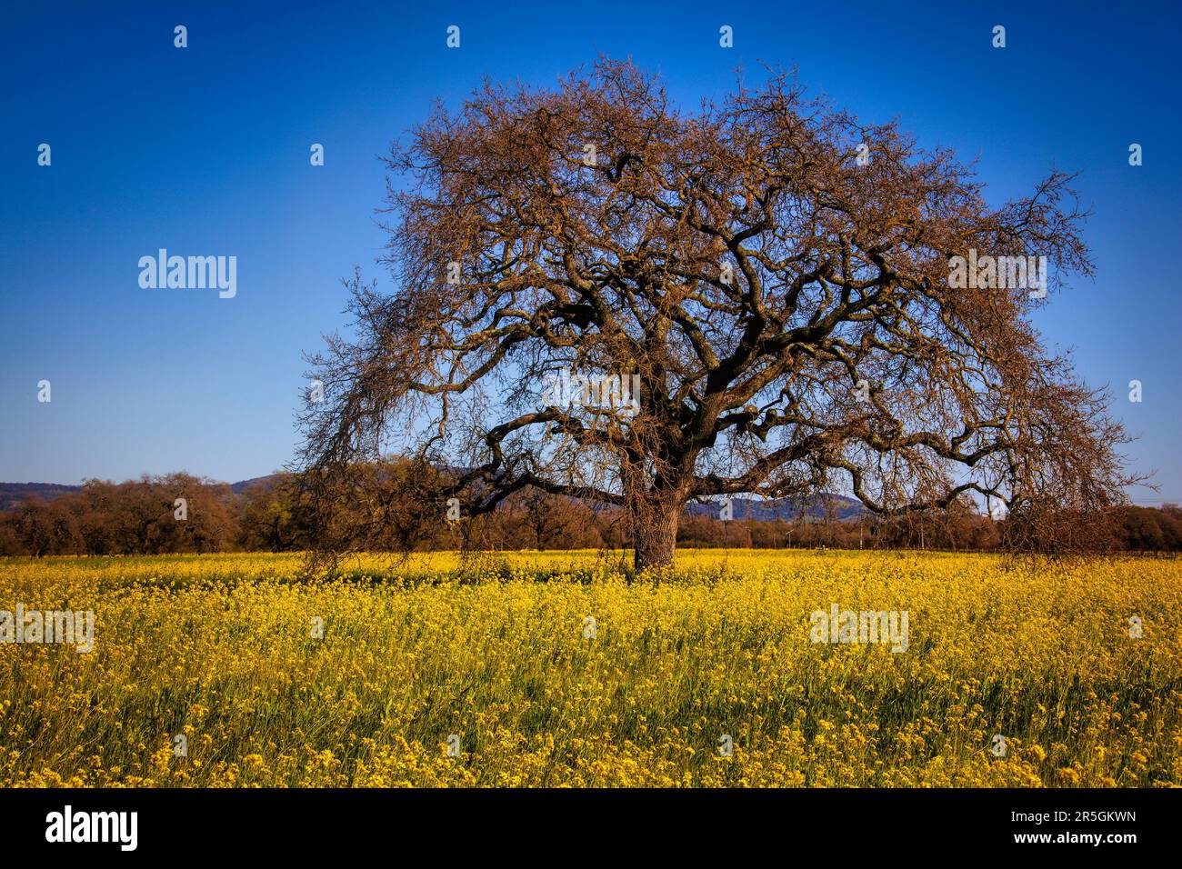California oak tree in mustard hires stock photography and images Alamy
