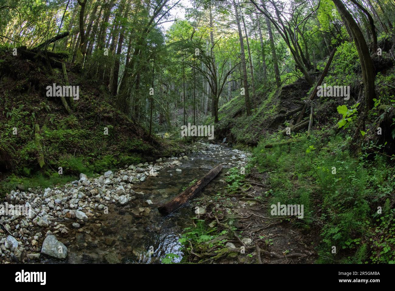 A stream runs through hills in Santa Cruz, California, the riparian ecosystem is lush and covered with trees and vegetation. Stock Photo