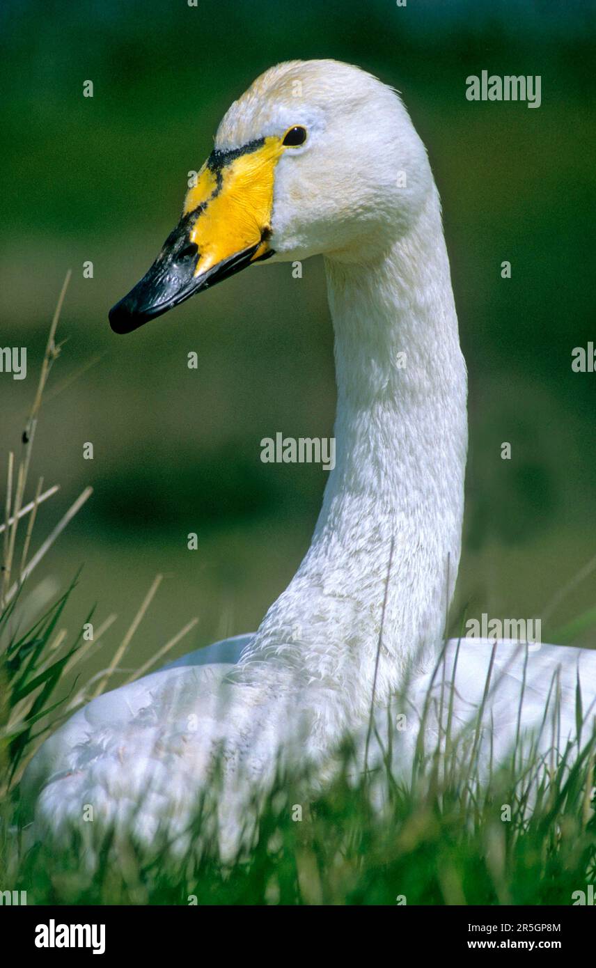Whooper Swan (Cygnus cygnus), Singschwan / Stock Photo