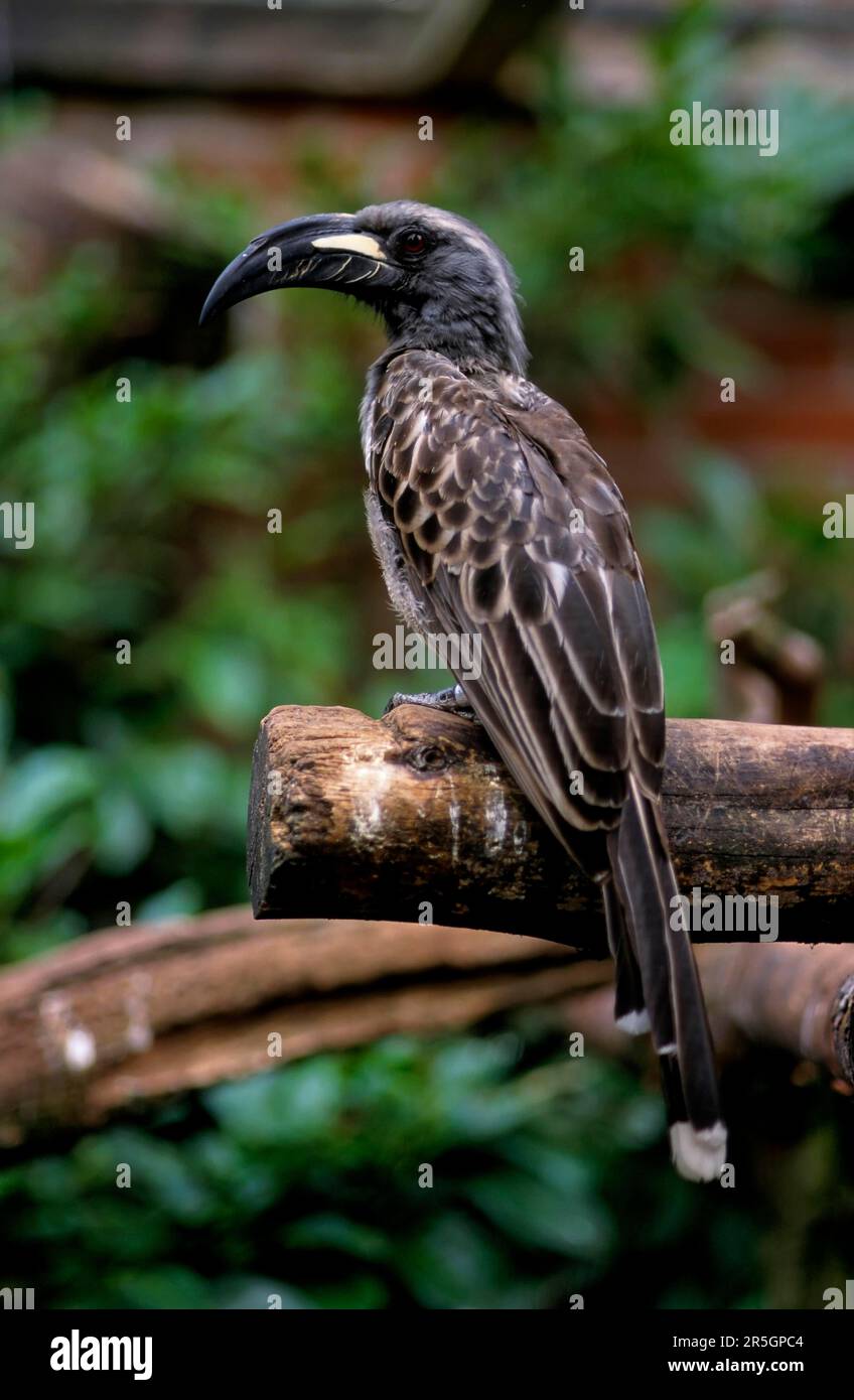 Grey Hornbill, african grey hornbill (Tockus nasutus), Grey Hornbill Stock Photo