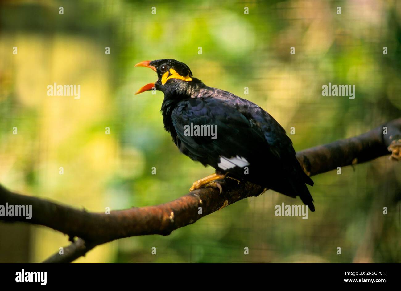 Greater indian hill mynah (Gracula religiosa intermedia Stock Photo Alamy