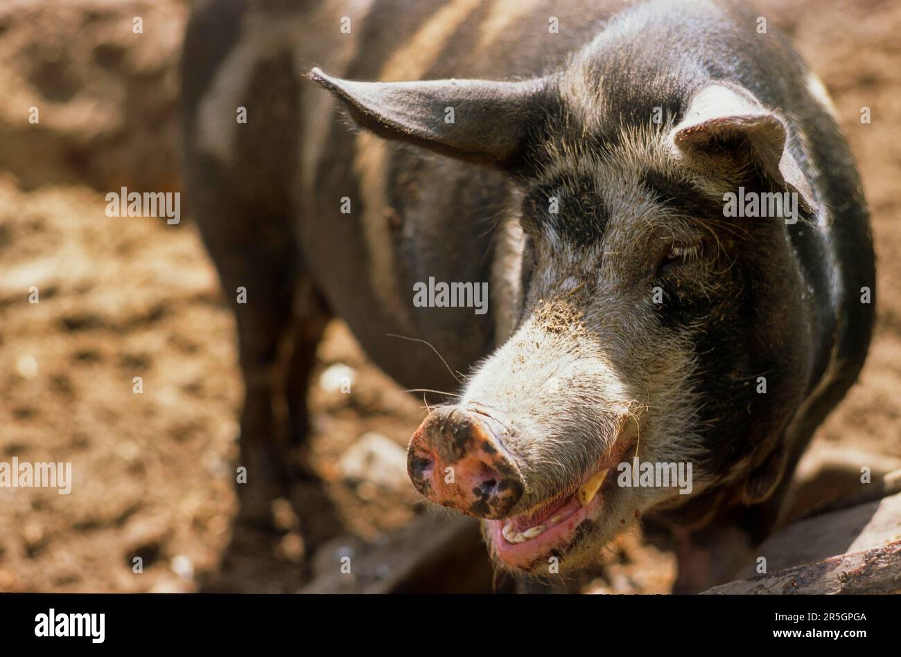 Danish Sortbroget Pig, Bell Pig Stock Photo