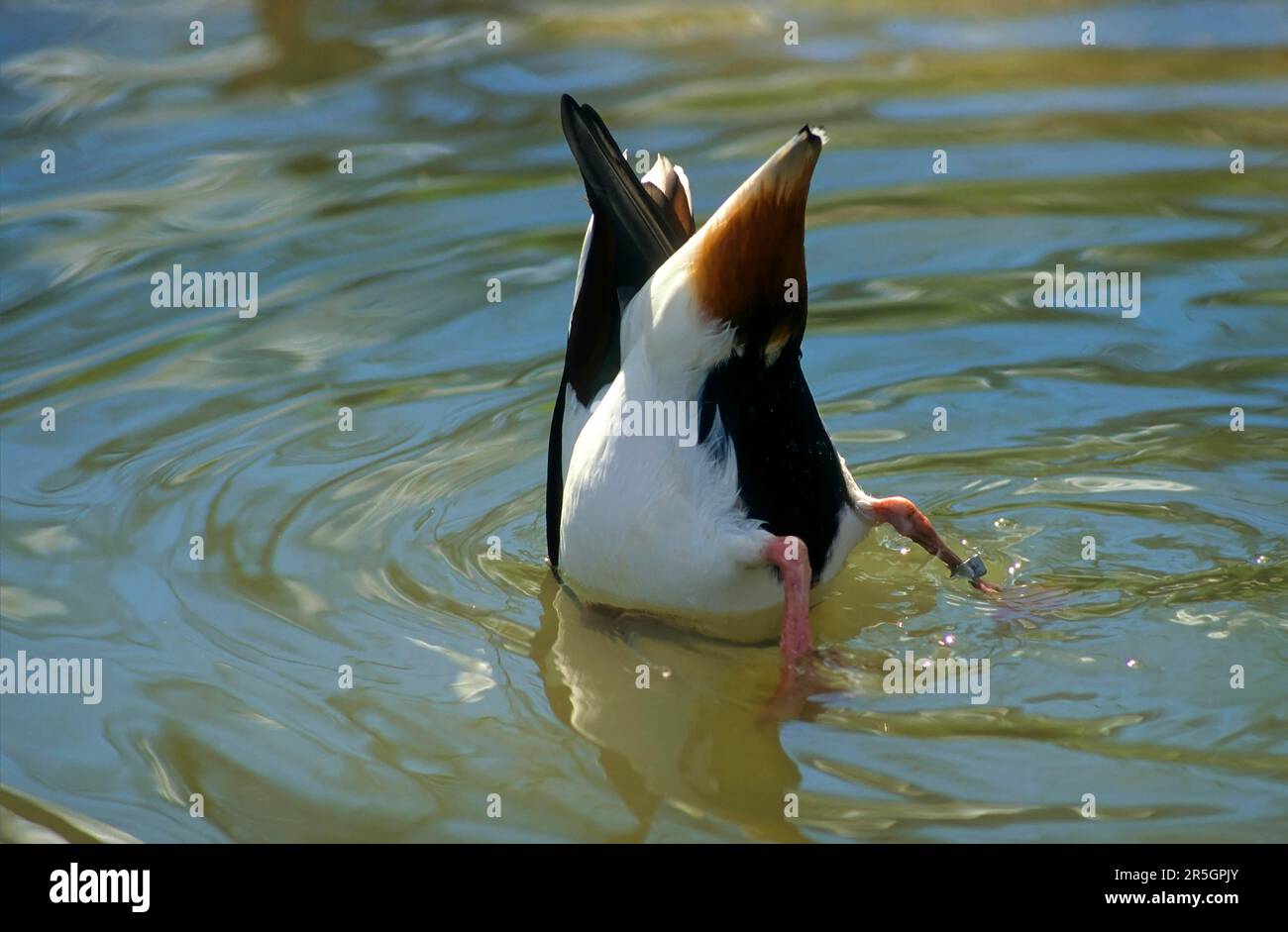 Wood duck (Aix sponsa), head in the water Stock Photo