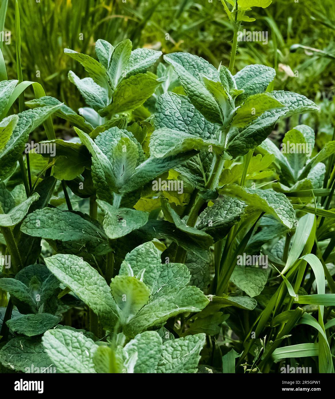 Mint close-up in the garden. Apple mint, or Mentha suaveolens, or downy mint  are herbal plants that are rich in health benefits Stock Photo - Alamy
