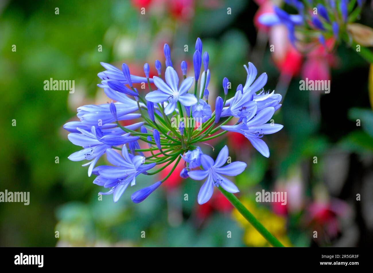Jewel Lily, Blue Tuberose, blue lily (Agapanthus africanus Stock Photo