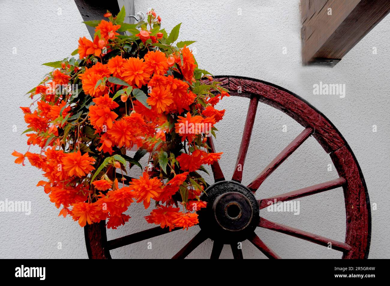 Hanging begonias (Begonia) flowering on a wagon wheel, begonias, begonias Stock Photo