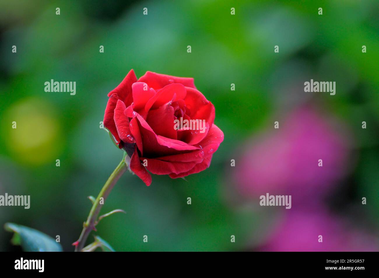 Single red rose flowering in the garden Stock Photo Alamy