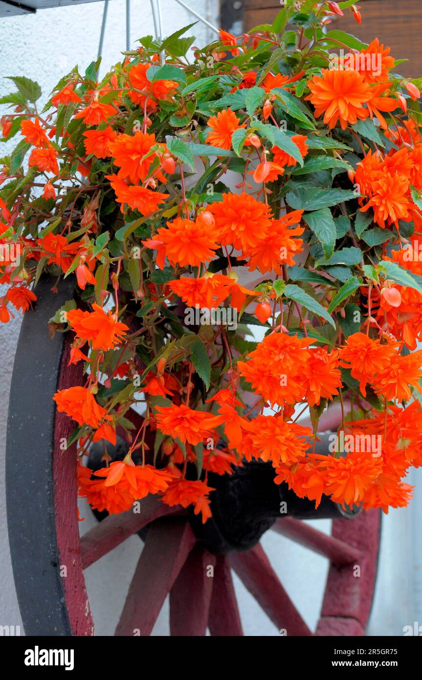Hanging begonias (Begonia) flowering on a wagon wheel, begonias, begonias Stock Photo