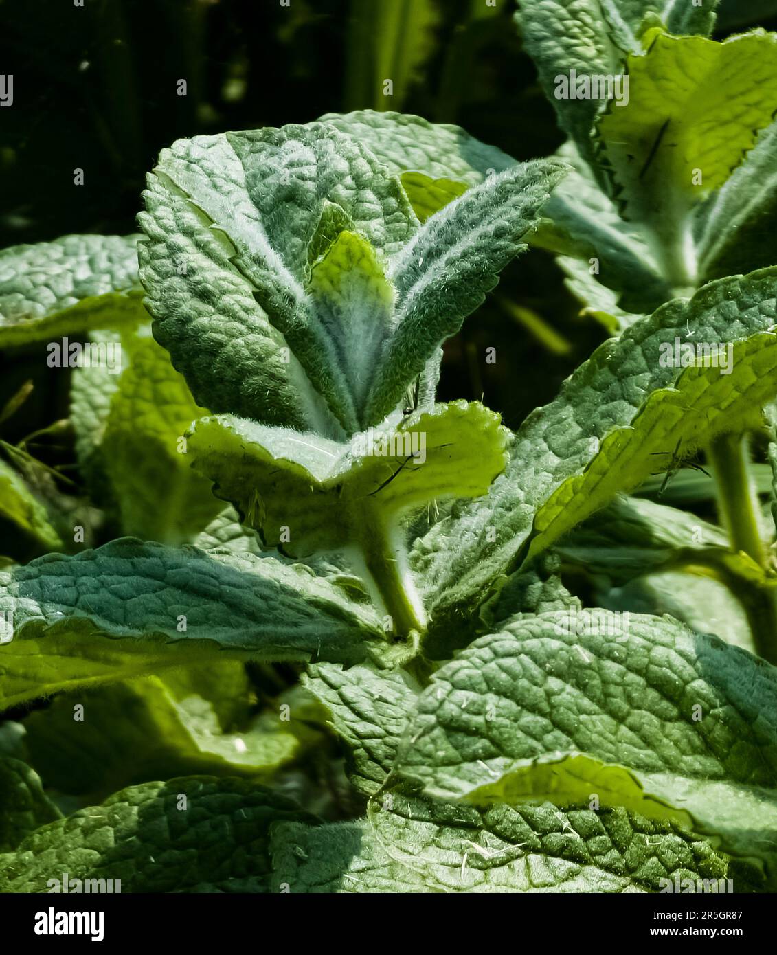 Mint close-up in the garden. Apple mint, or Mentha suaveolens, or downy mint are herbal plants that are rich in health benefits. Stock Photo