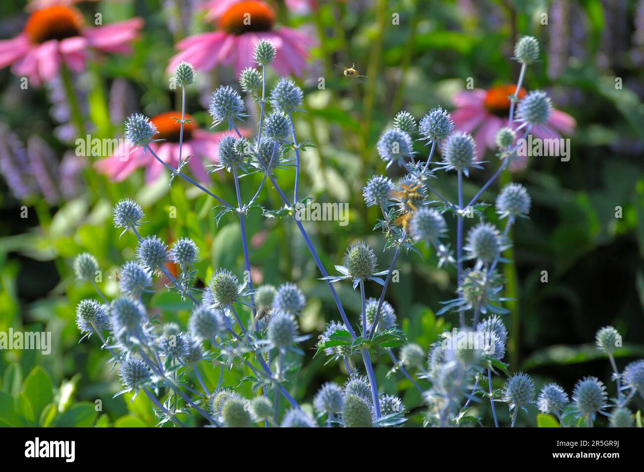 Autumn flowers in the countryside hi-res stock photography and images ...