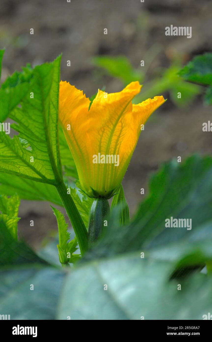 courgette-flowering-in-the-garden-courgette-flower-courgette-flower